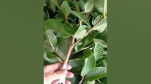 Nhánh ỏi ruby sản xuất tại vườn giá hợp lý. Lh 0765617852