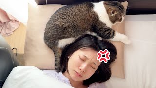 猫に枕を奪われてついにママがキレましたw