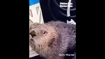 Tránh cá voi truy đuổi rái cá bơi nhanh lên thuyền  #haihuoc #giaitri #funny #thinhhanh