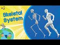 Understanding the Human Skeletal System