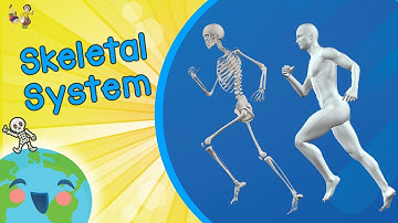 The Skeletal System - Osseous System (Educational Video For Kids)