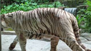 Close encounter White Tiger