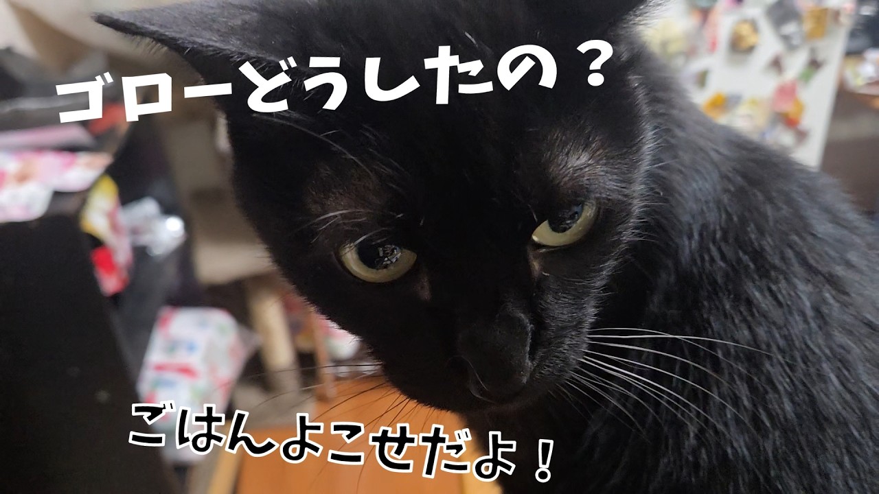 くろねこたろう Goro is just too cute to resist [Life with 4 cats 1656s] - YouTube