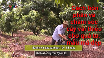 Cách bón phân và chăm sóc cây vải thiều cho quả to, mẫu mã đẹp