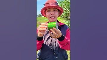 Cước câu cá D.Fish #shorts | Dã Ngoại Cùng Lan