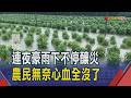 連夜豪雨下不停釀災 彰化多處路面嚴重積水 馬路變水路民眾無奈涉水 青江菜.地瓜葉.九層塔全泡水...｜非凡財經新聞｜20260627