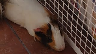 Funny moments with all the guinea pigs