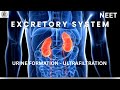 URINE FORMATION - ULTRAFILTRATION  |NEET |CONCEPT |BRIEF |NCERT |ZOOLOGY |TARGET 360 