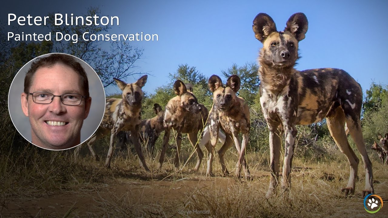 okapia johnstoni Painted Dog Conservation - Spring Expo 2017 · Peter Blinston