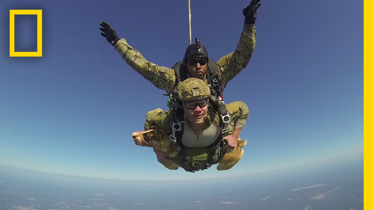 Hero War Dog Skydives with Soldier | National Geographic