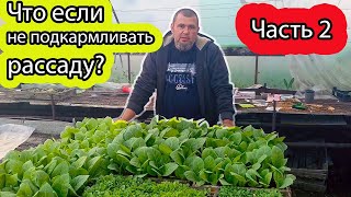 Что если не Подкармливать Рассаду? пикировка табака Часть 2