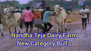 Nandha Teja dairy farm new category bulls #epparla venkateswarlu screenshot 1
