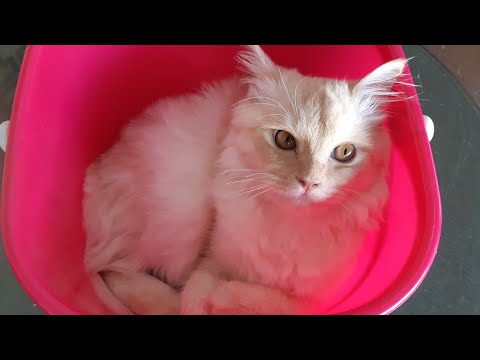 Fairy is crazy now | adorable beauty my fairy |