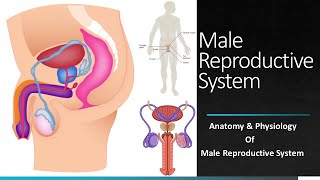 Anatomy Of Male Reproductive System Male Reproductive System Class 12