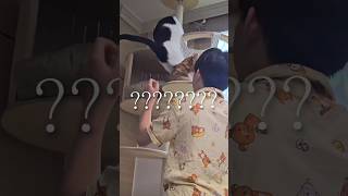 사뿐히 즈려밟기 #개냥이 #고양이 #cat