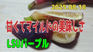 イチジク】LSUパープルを収穫しましたので、ご紹介いたします
