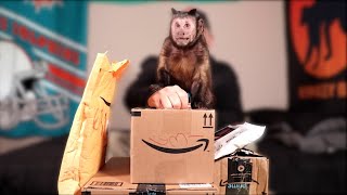 Capuchin Monkey Boo Opens Fan Mail!