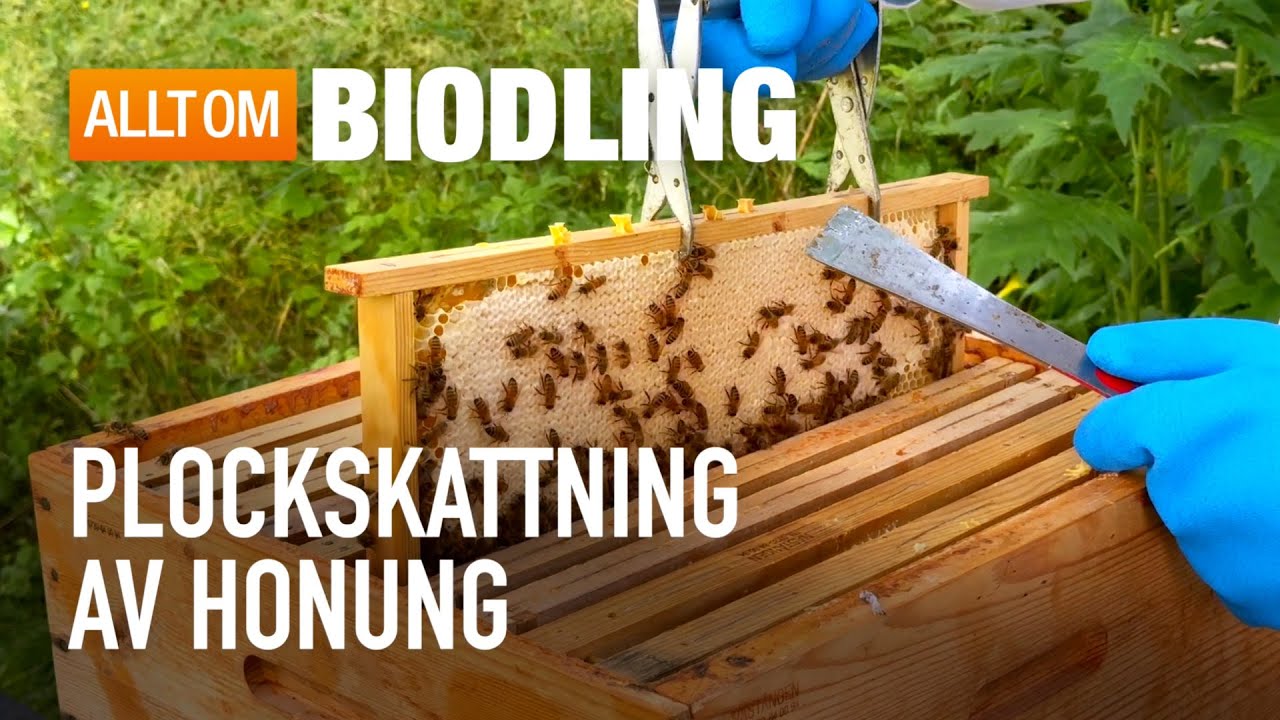 Plockskattning av honung | Biodling