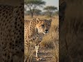 Cheetah Sprint Across Savannah 🐆 | AI Wildlife