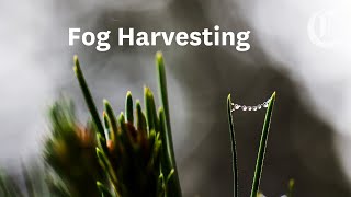 Researchers are harvesting water from an unlikely source: fog