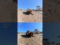 Osmo360 vs X5 on the cat island🐈 #dji #osmo360