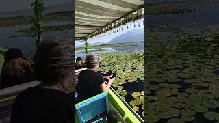 Nilüfer Çiçeği Gezisi Seraserli 05367138283 Özer Rei̇s Resimi