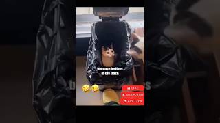 Funny Cats 🤣 209 #SWLMP #cartoons  #fortniteshorts  #robloxshorts #kids #funnycats #funny #dogshorts