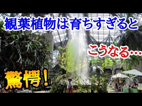 【ジュラシックパーク？！】まだ見ぬ観葉植物の真の姿をお見せします。ご自宅の観葉植物もここまで大きくなるかもしれません！　咲くやこの花館　japan botanical garden　Osaka
