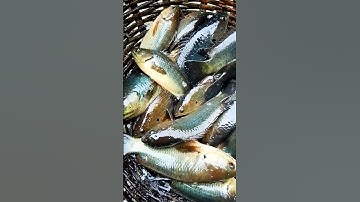 amazing fish cutting 😳#shorts #viralshorts #fish #fishing #amazingfish #trendingshorts #tiktok #cow