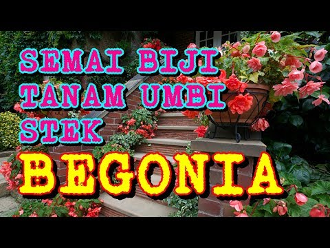 Video: Menanam Begonia Yang Sentiasa Berbunga Dari Biji: Masa Dan Peraturan Untuk Menyemai Benih Begonia Yang Selalu Berbunga Di Rumah
