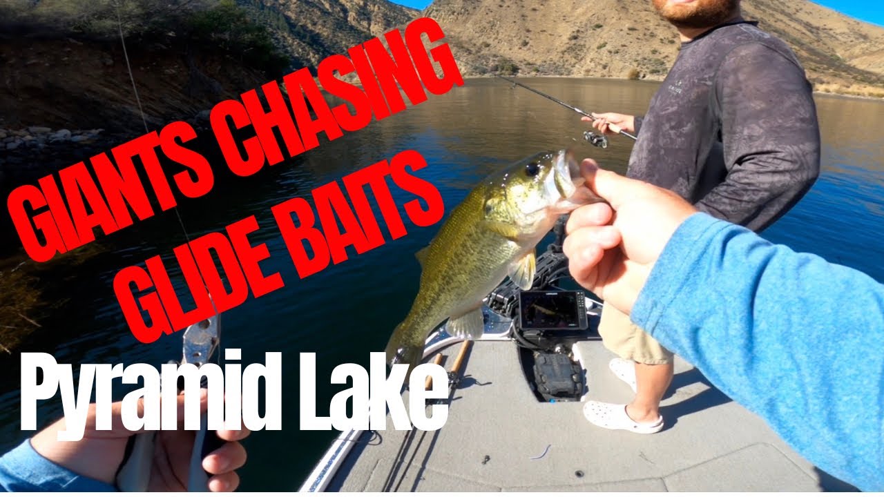 Multiple GIANT Followers! (Pyramid Lake Bass Fishing)