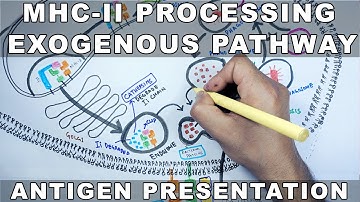 Exogenous Pathway  of Antigen Presentation |  MHC II Processing
