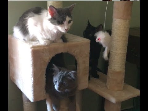 cats eating litter Kittens Get A Cat Tree and Random Clips - Feral Kitten Socialization