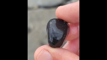 Great cross sections of fossilized Crinoid stems and a partial Goniatite fossil in this pebble.