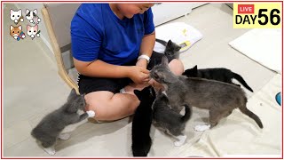 Mom Cat Lucy and 6 Kittens Live Day 56 by 꼬부기아빠 Human Cat Tree 4,949 views 11 months ago 1 hour, 40 minutes