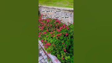 قران كريم 🌹😍🤲بصوت جميل للشيخ اسلام صبحي #اكسبلور #راحة_نفسية #تصويري #ترند#المصحف # #الرحمن