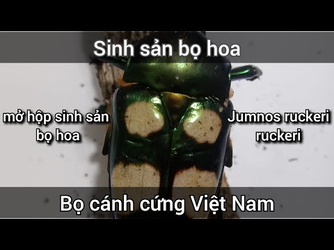 Video: Bọ hoa