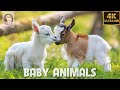 Baby animals  amazing world of young animals  4k scenic relaxation film 60fps