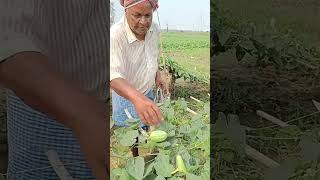 Harvesting is plucking the pointed guard by hand home Guradening 😊