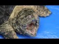 アルビノワニガメ Albino Alligator snapping turtle