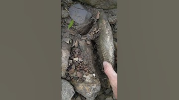 Large ammonite fragment in DFW Texas today