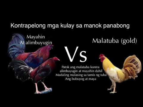 online sabong tips kontra pelo manok panabong