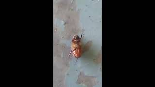 Dancing Bug (Beatle music video)