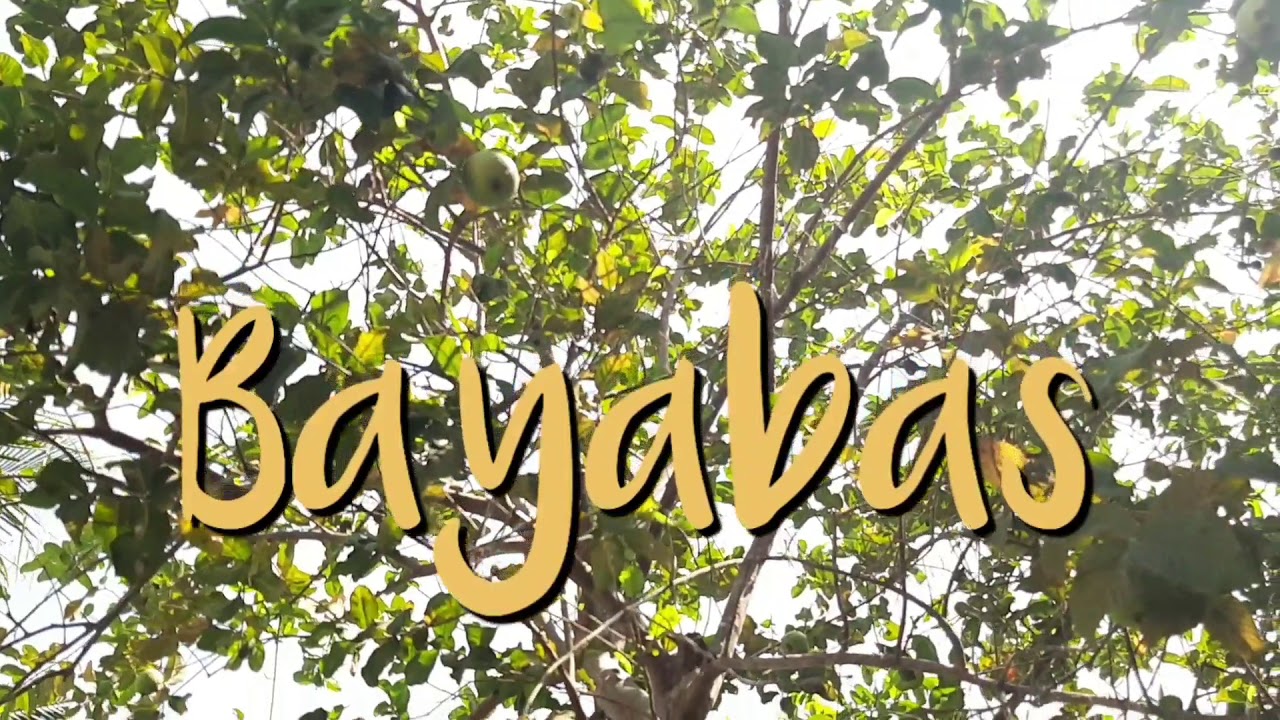 Herbal Medicine Bayabas YouTube