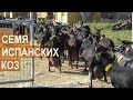 Испанские козы. Ввоз семени коз испанских пород в Россию.