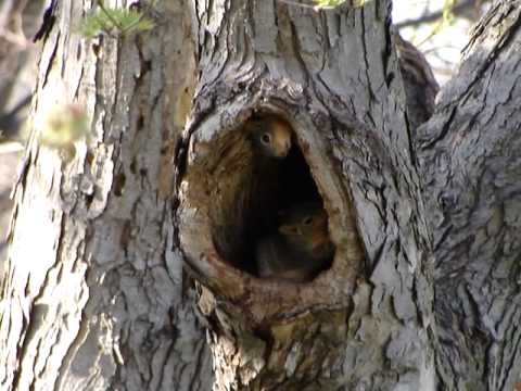 Baby squirrels in nest  YouTube