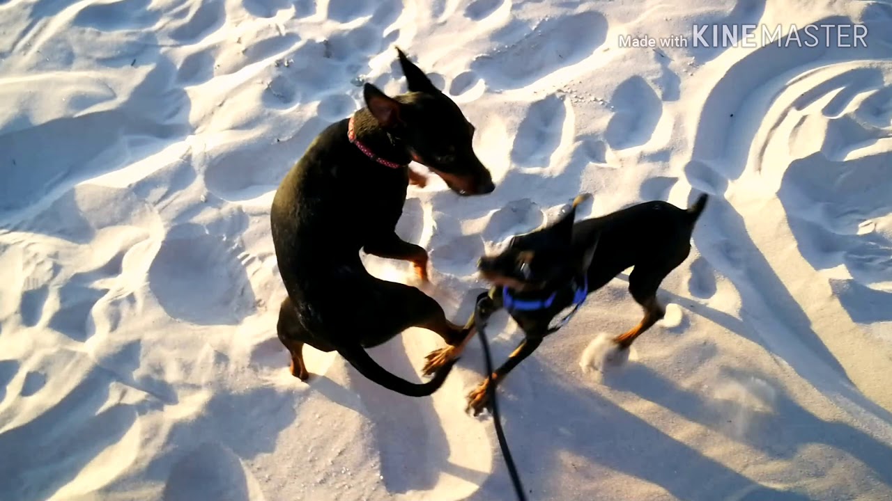 Ratón de Praga y Pinscher en la playa YouTube