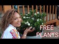 MY CHEAP GARDENING SECRETS & HOW To Get FREE Plants💐