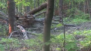 Joe Pollack Spring Turkey Hunt May, 28,2023 by Michael Pollack 1,786 views 2 months ago 2 minutes, 33 seconds