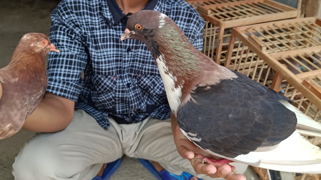 MERPATI KOLONG PANCA WARNA PASAR PLERED CIREBON @ALDP CRB